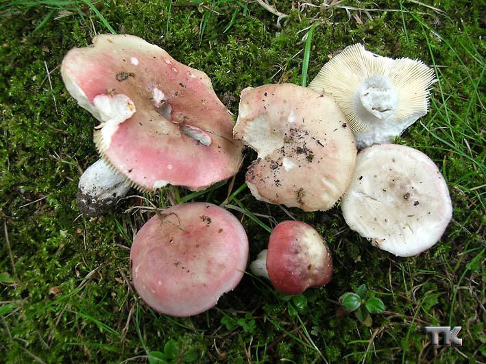 Сироїжка вицвітаюча або гарна - Russula pulchella Borszcow.. або Russula exalbicans